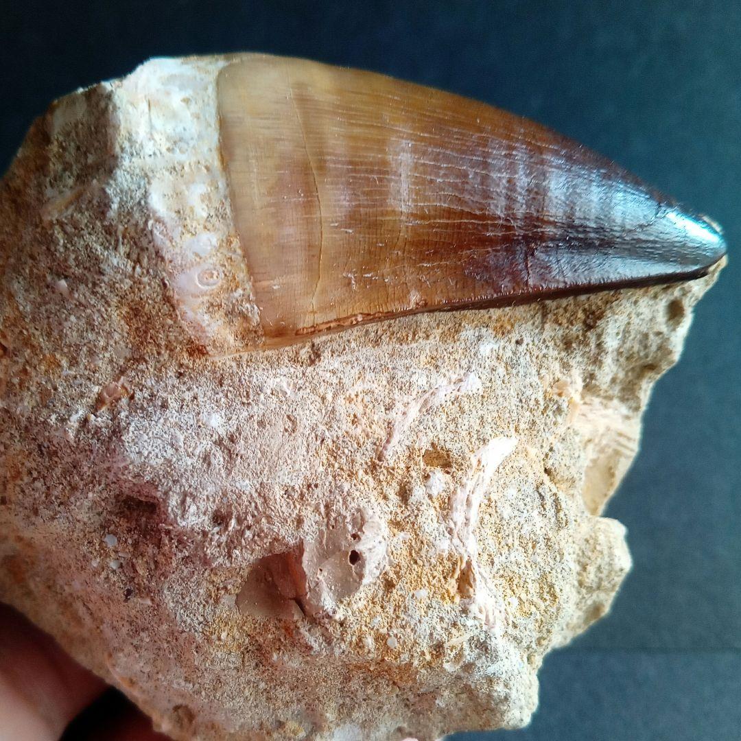 モササウルス　母岩付き標本　極美麗　歯56mm　特大　希少