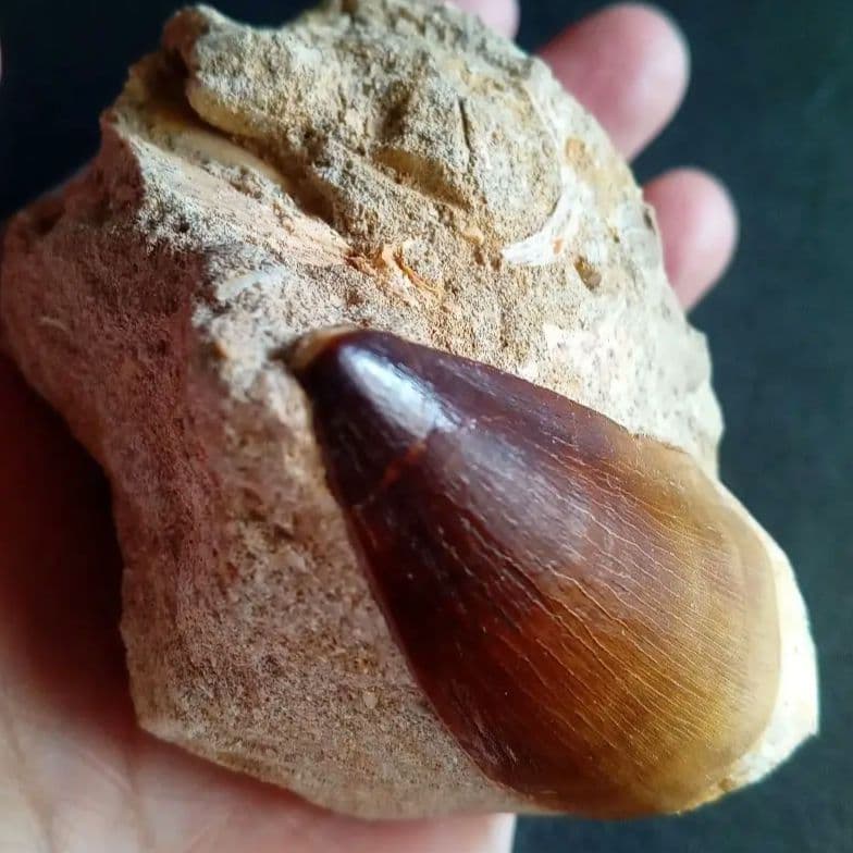 モササウルス　母岩付き標本　極美麗　歯56mm　特大　希少