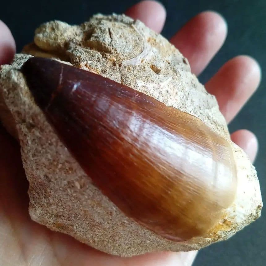 モササウルス　母岩付き標本　極美麗　歯56mm　特大　希少