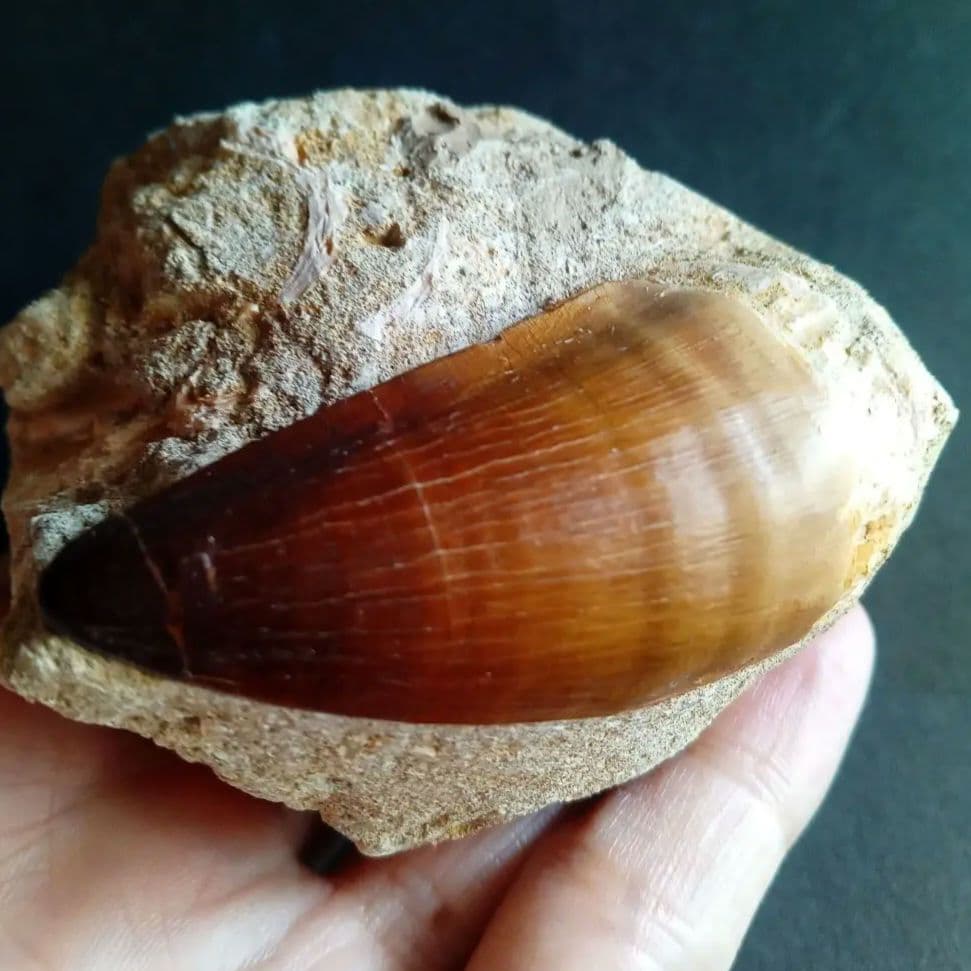 モササウルス　母岩付き標本　極美麗　歯56mm　特大　希少