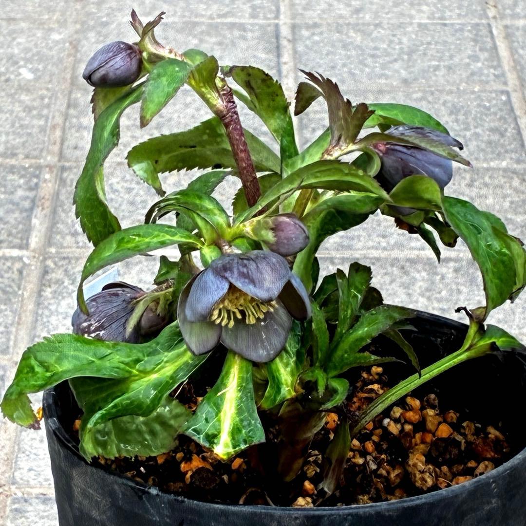 ラ*ク様 3444☘️花、タグ付☘️⭐️クロアチカスHyb⭐️超小輪〜小輪⭐️コ