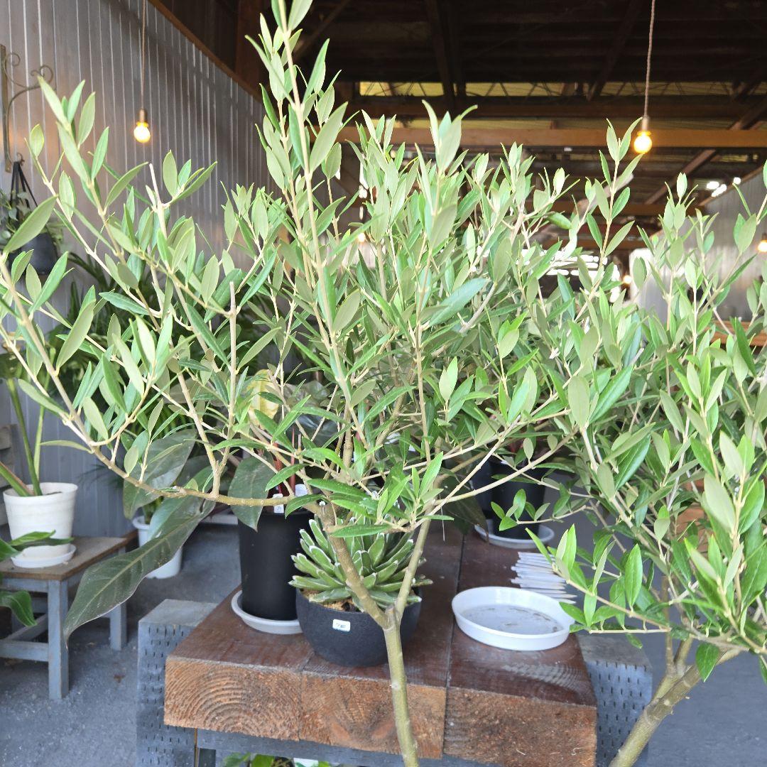 ⑦　オリーブの木souju　『セントキャサリン』８号　特大苗木最高等級極上品‼️