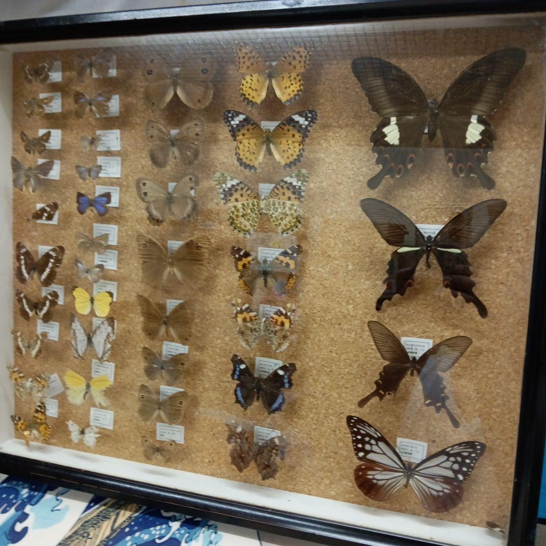 昭和６３年当時物徳島県採取蝶々ガラス木製枠横幅５０X縦４２X厚さ６センチ標本品