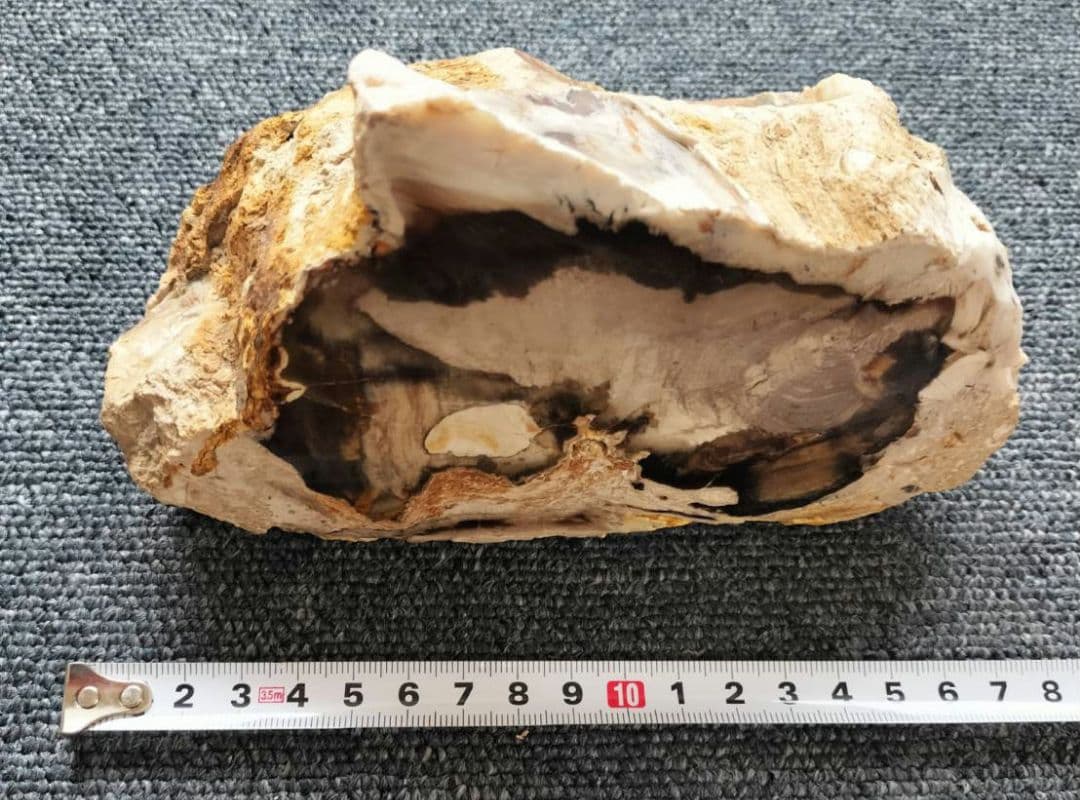 1472g 超レア 木化石！ 珪化木 原木 置物