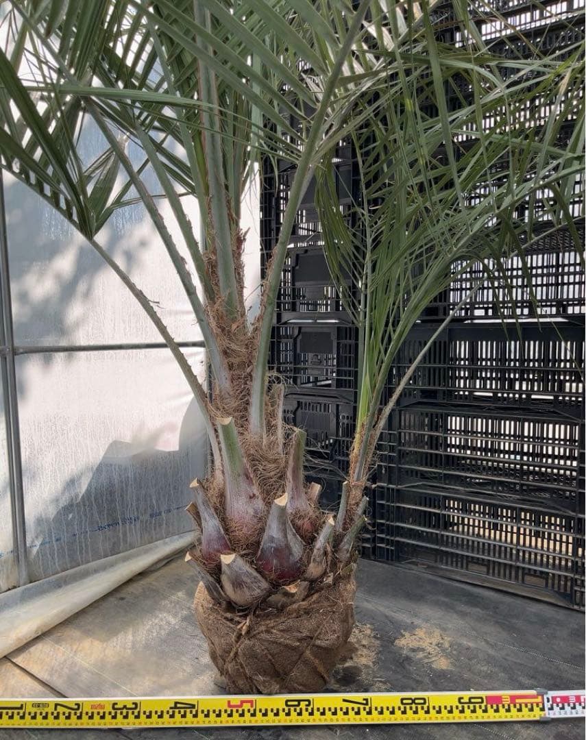 ココスヤシ 幹極太　シルバーリーフ　極上の品