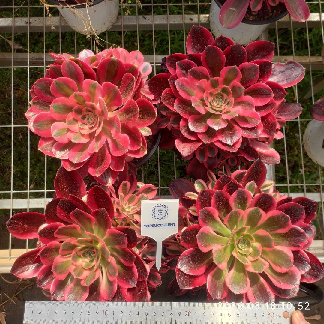 Top【選抜株】多肉植物　24035アエオニウムピンクガール15個　鉢無し/脱土