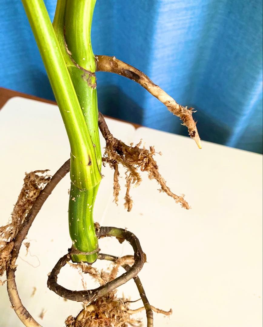 大株 極太茎4枚葉　モンステラセブブルーミント　イエローマリリン　鉢発送　班入り