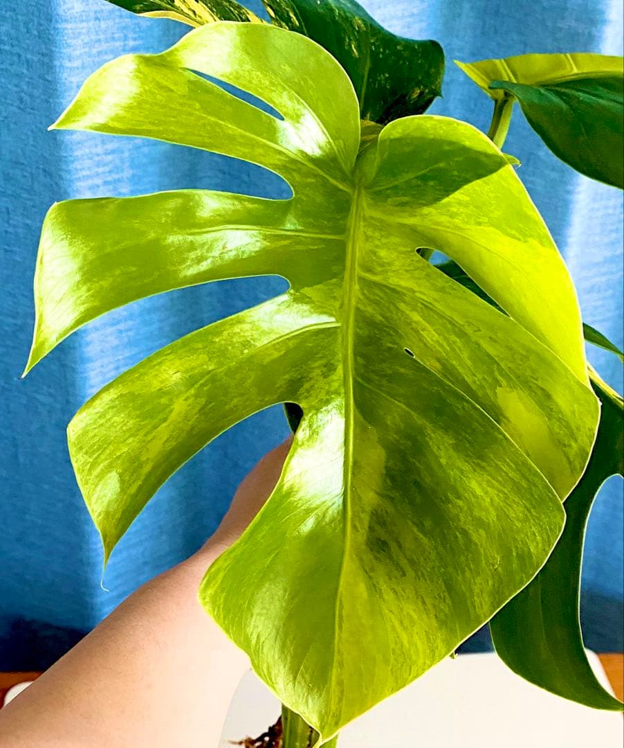 大株 極太茎4枚葉　モンステラセブブルーミント　イエローマリリン　鉢発送　班入り