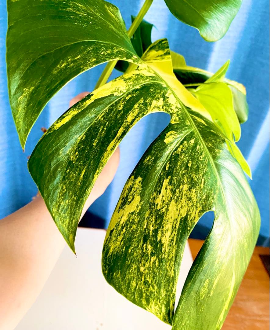 大株 極太茎4枚葉　モンステラセブブルーミント　イエローマリリン　鉢発送　班入り