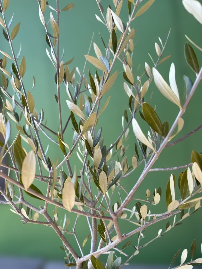 オリーブの苗木（白い陶器の鉢は売り物ではございません。）