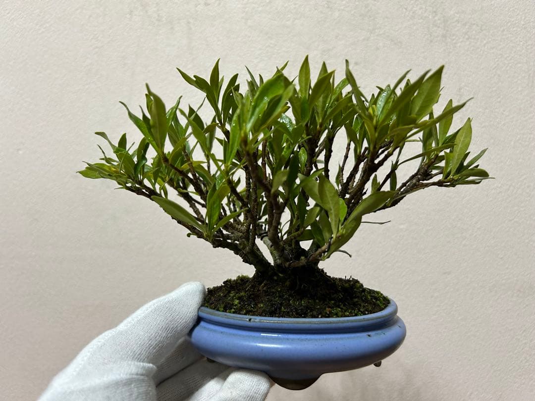 梔子　小品盆栽