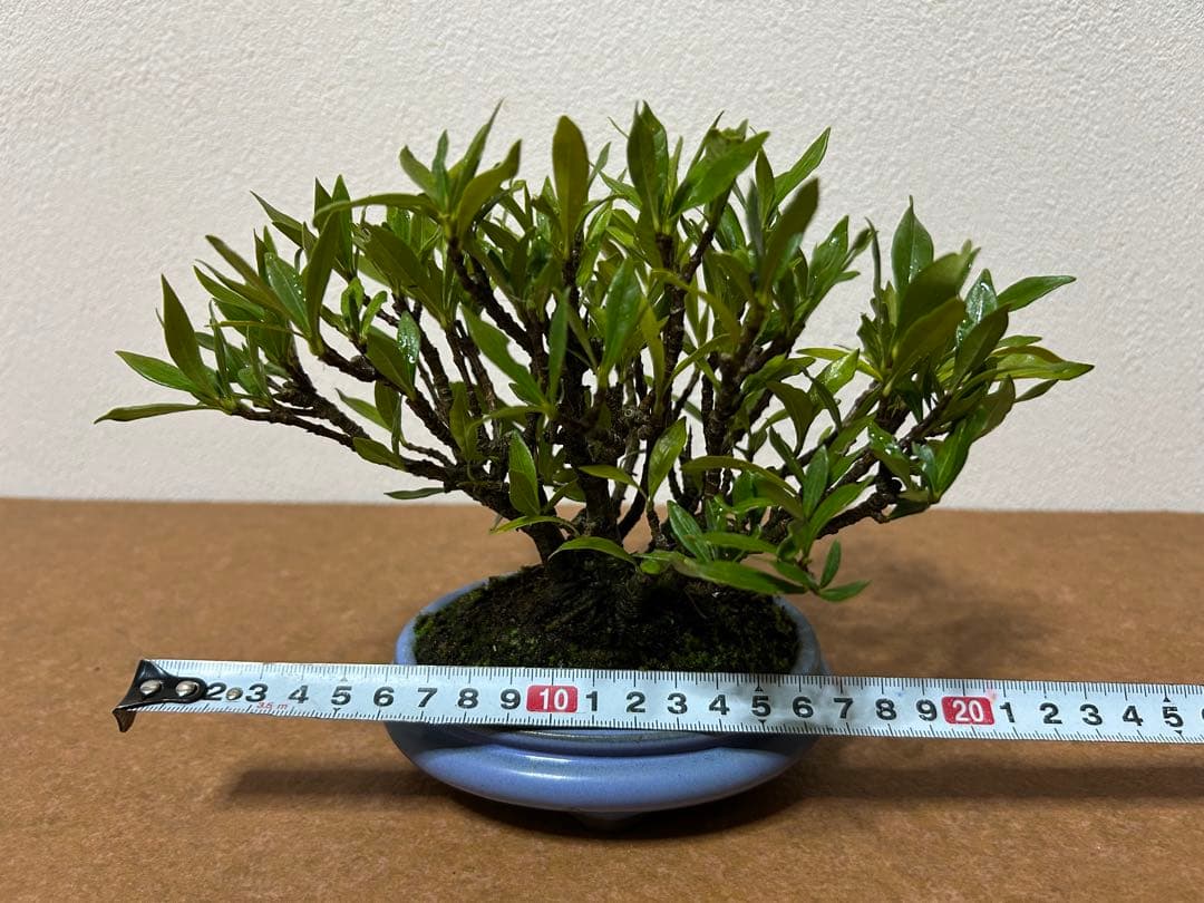 梔子　小品盆栽