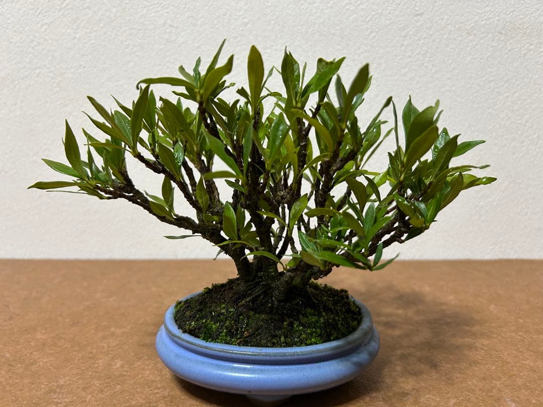 梔子　小品盆栽