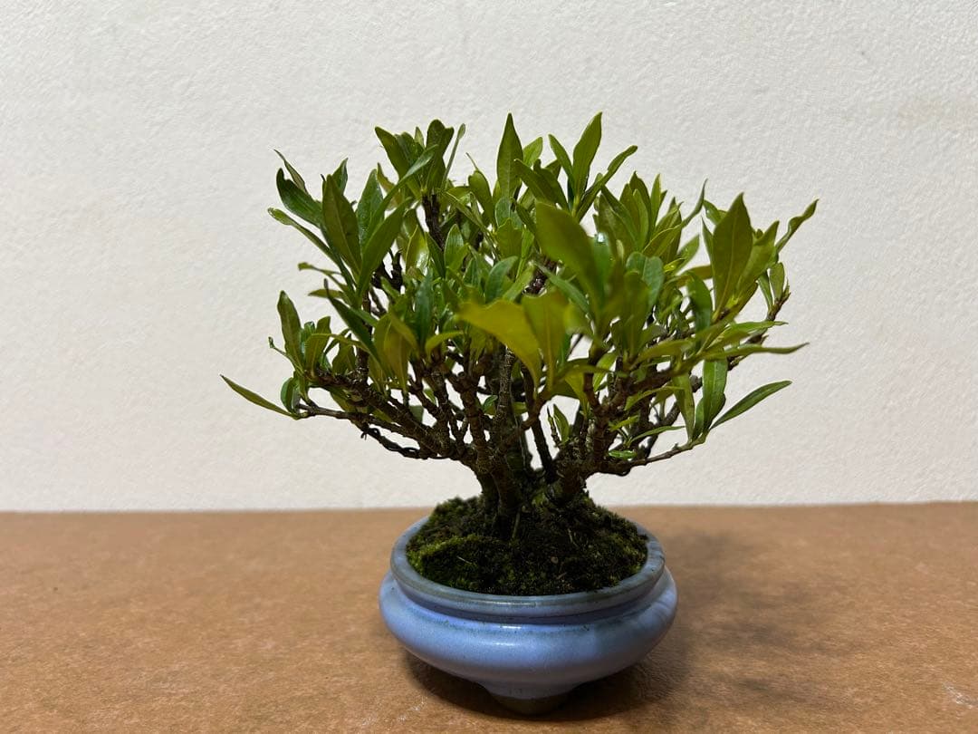 梔子　小品盆栽