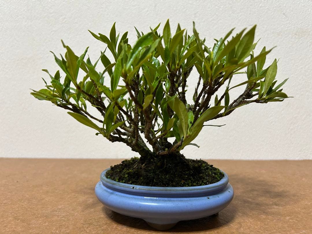 梔子　小品盆栽