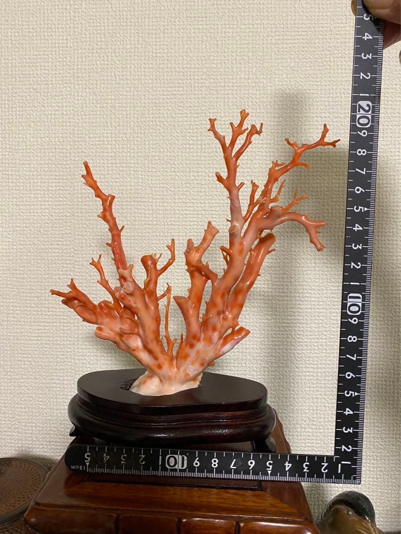 天然深海赤珊瑚 枝珊瑚置物 台座付きジュエリー宝石原木 オブジェ骨董