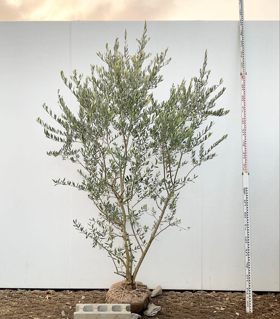 オリーブ　ルッカ/ 992