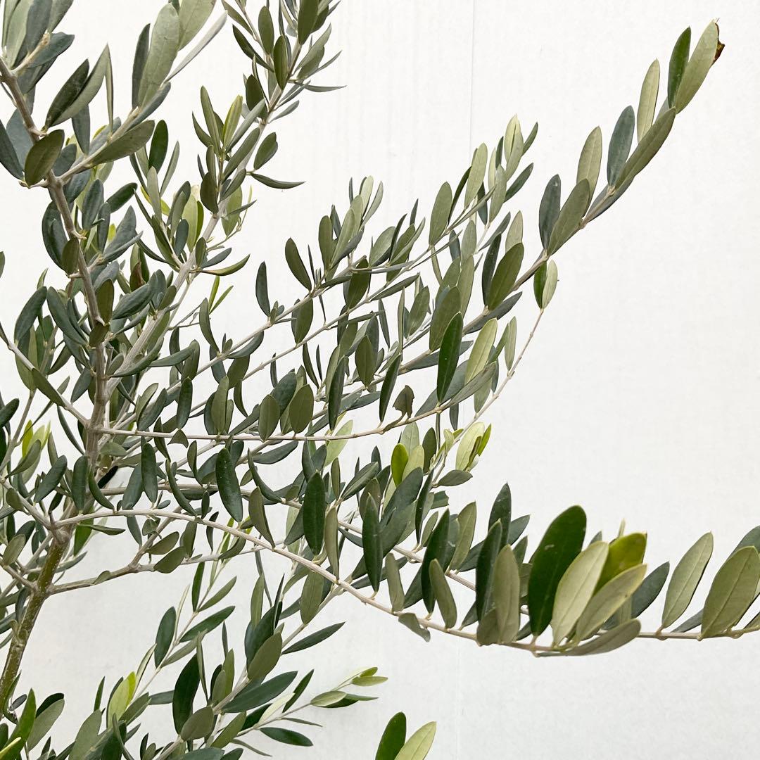 オリーブ　ルッカ/ 992