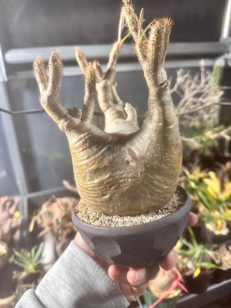 グラキリス発根済み　c10h9no2pot