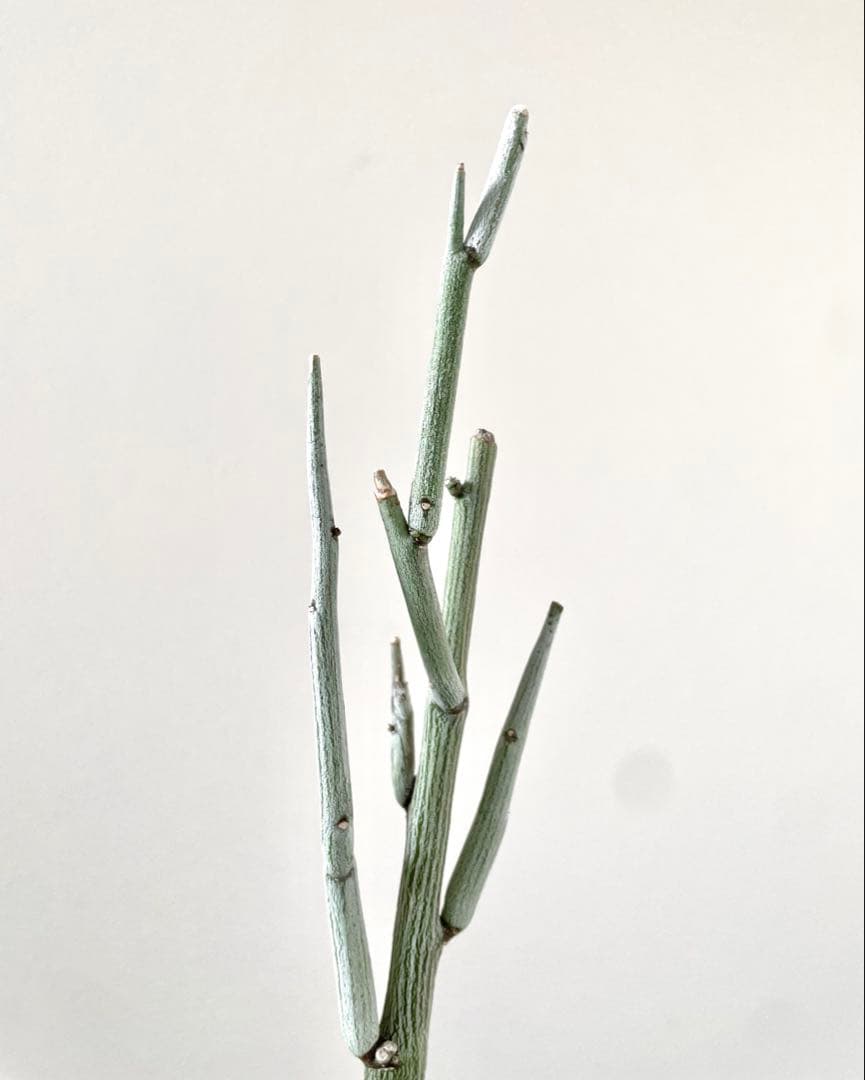 y*3様 美株 アデニア ペチュエリー 挿し木 発根済み