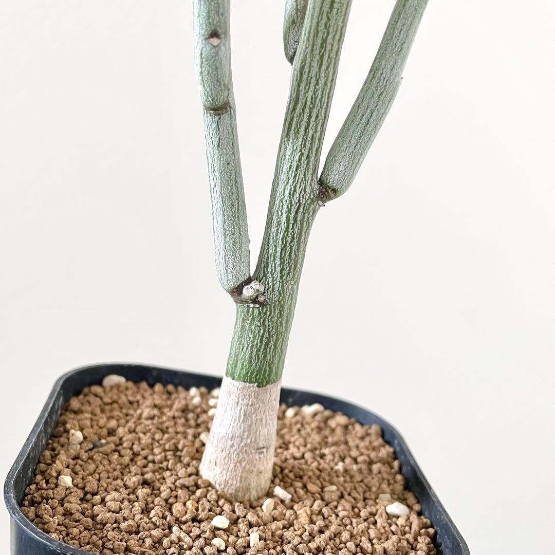 y*3様 美株 アデニア ペチュエリー 挿し木 発根済み