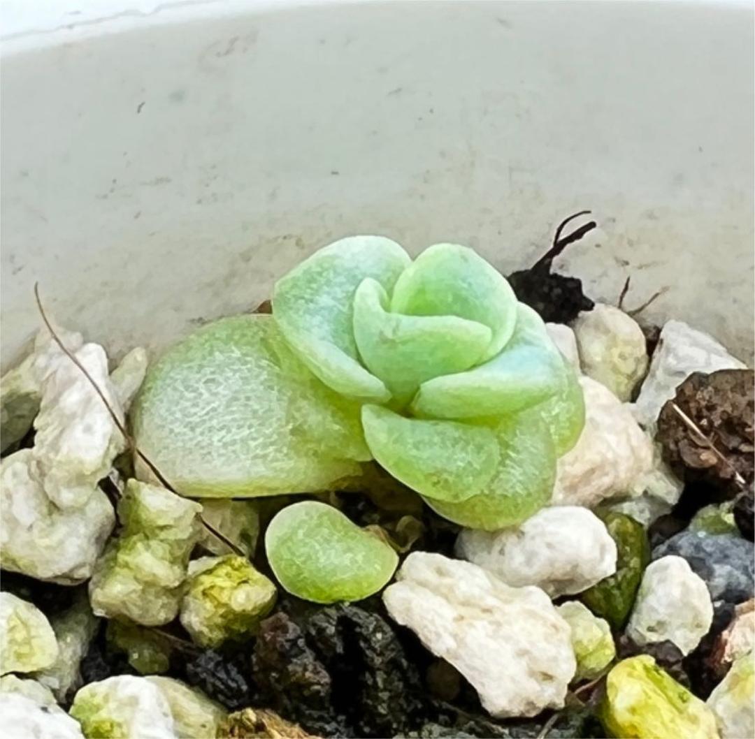 ❤ラブリーローズ錦❤ 白斑レア  カキコ赤斑葉挿し付⑧