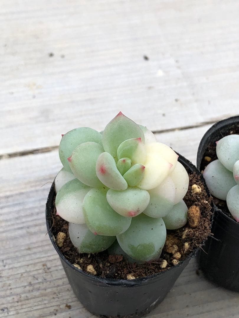 多肉植物 香水錦(お顔違い)♡小苗セット