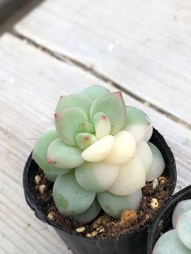 多肉植物 香水錦(お顔違い)♡小苗セット