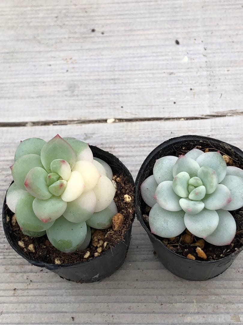 多肉植物 香水錦(お顔違い)♡小苗セット