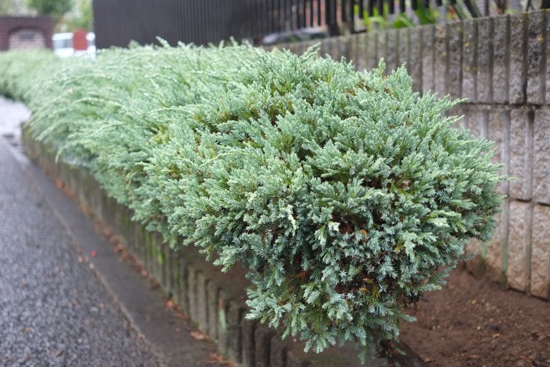 作例あり FUJIFILM X-PRO1 動作確認済 ミラーレス一眼 充電器付属