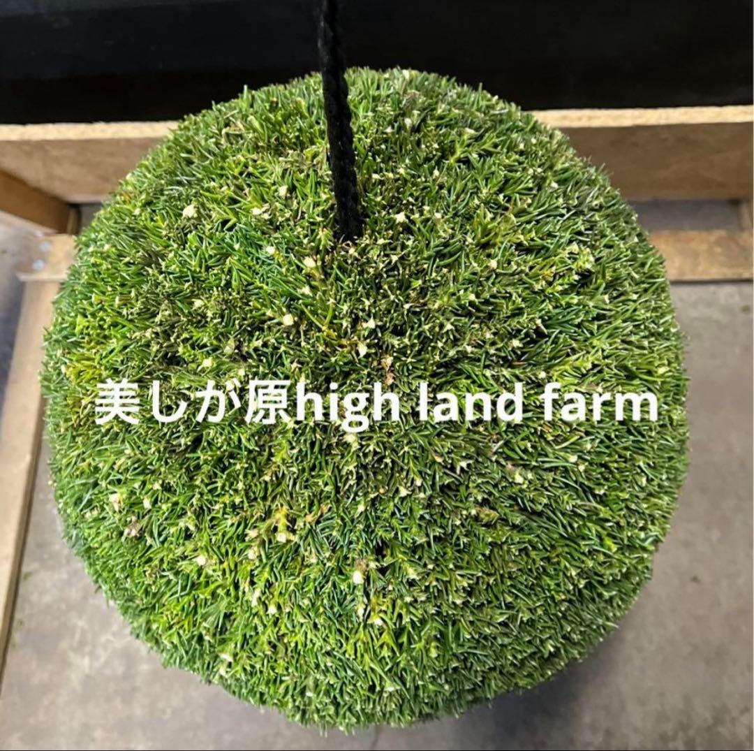 杉玉　約40センチ‼️お客様ご注文品　縁起物　丸くて幸せ　家族円満♪