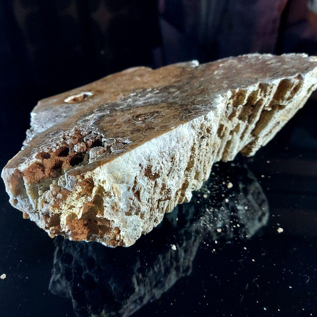 レア！ 1kg超え大きな珊瑚の化石 フォシルコーラル 原石 1面磨き 372