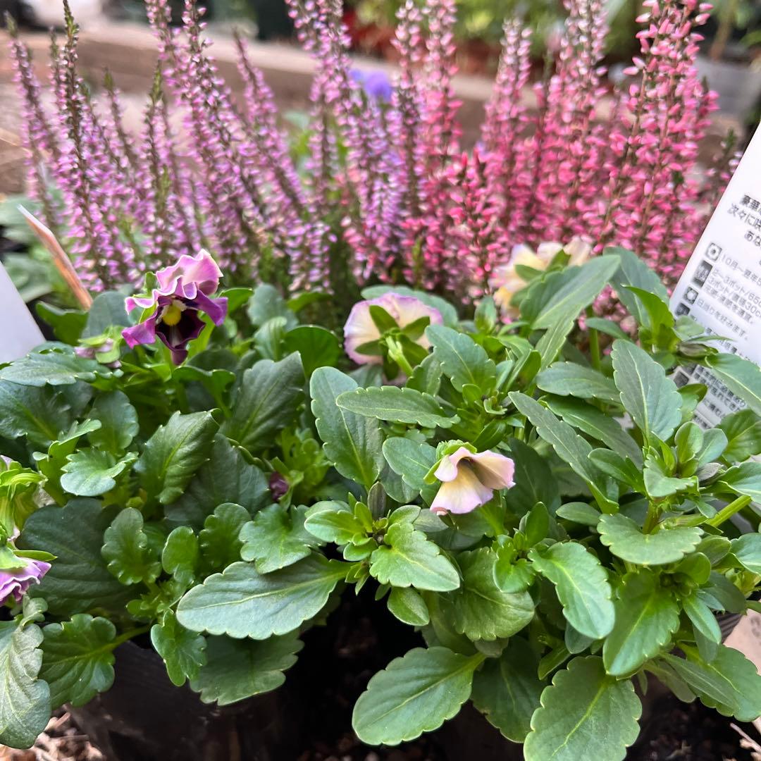 SUNTORY ミルフル 紫と白の花 1ポット苗　10月2 3日