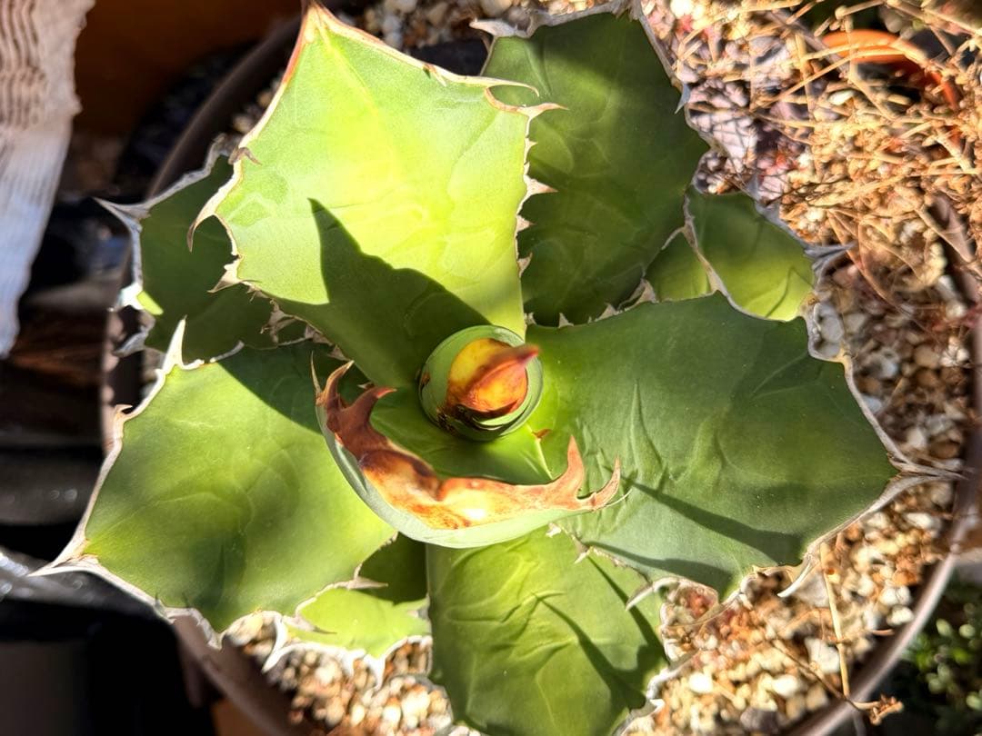 Agave titanota kelly clone 白犀牛　大株　抜き苗発送