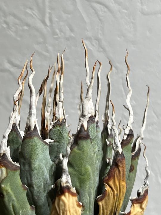 ◾️エボリスピナ陽炎◾️エグいうねり 陽炎 発根してます