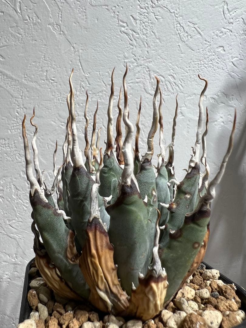 ◾️エボリスピナ陽炎◾️エグいうねり 陽炎 発根してます