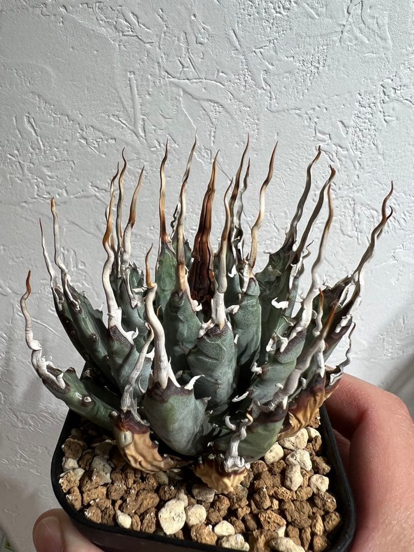 ◾️エボリスピナ陽炎◾️エグいうねり 陽炎 発根してます