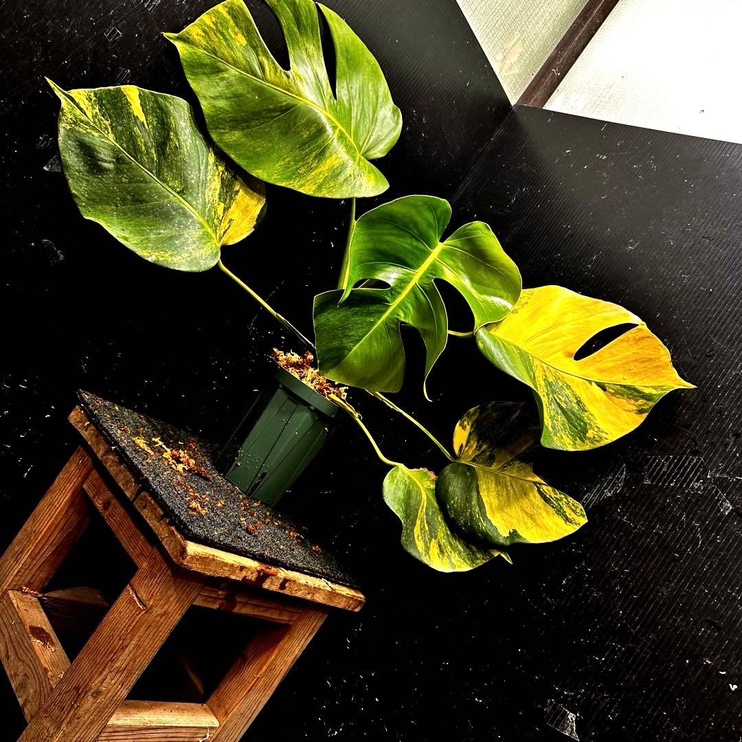 て*り様 斑入りモンステラボルシギアナオーレア黄斑4号鉢植え48cm発根済み安心