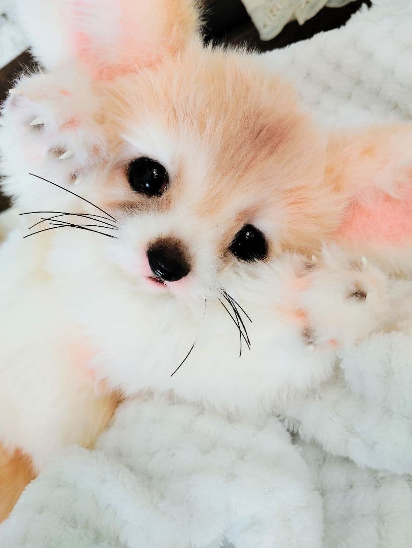 フェネックベビー♡赤ちゃん抱っこサイズ♡アートドール♡ぬいぐるみ♡