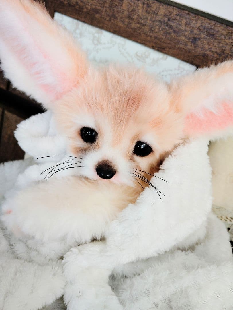 フェネックベビー♡赤ちゃん抱っこサイズ♡アートドール♡ぬいぐるみ♡