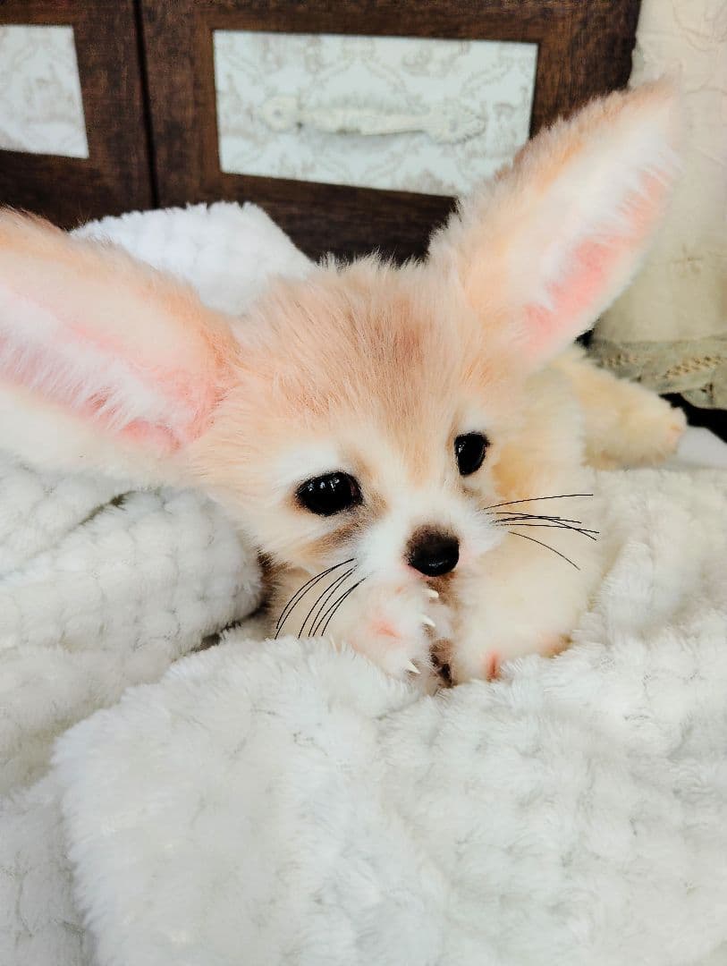 フェネックベビー♡赤ちゃん抱っこサイズ♡アートドール♡ぬいぐるみ♡