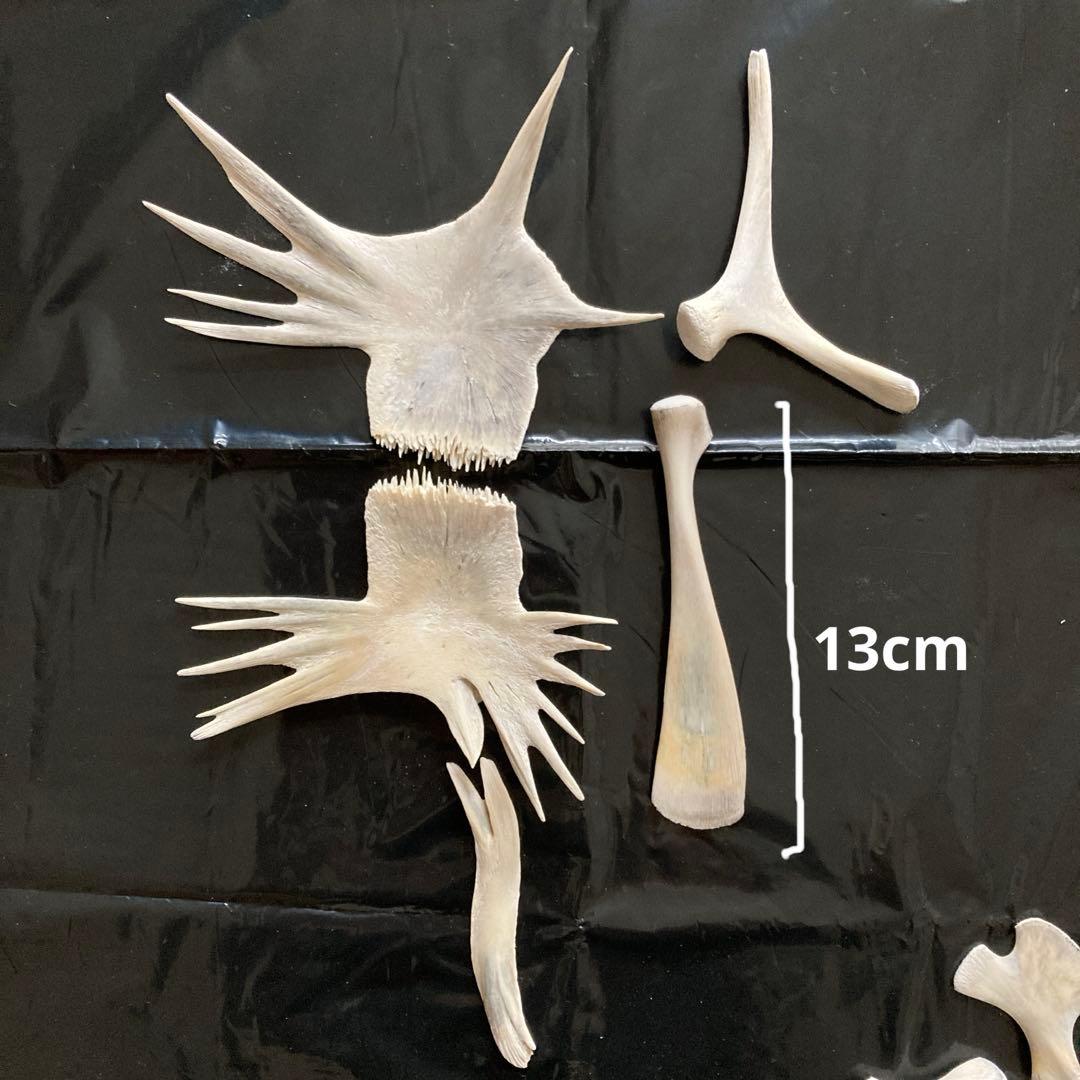 アオウミガメの骨 骨格標本