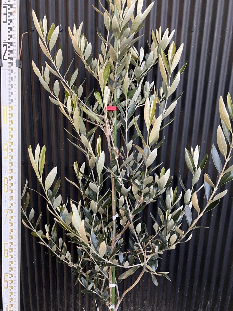 オリーブの木　カラマタ