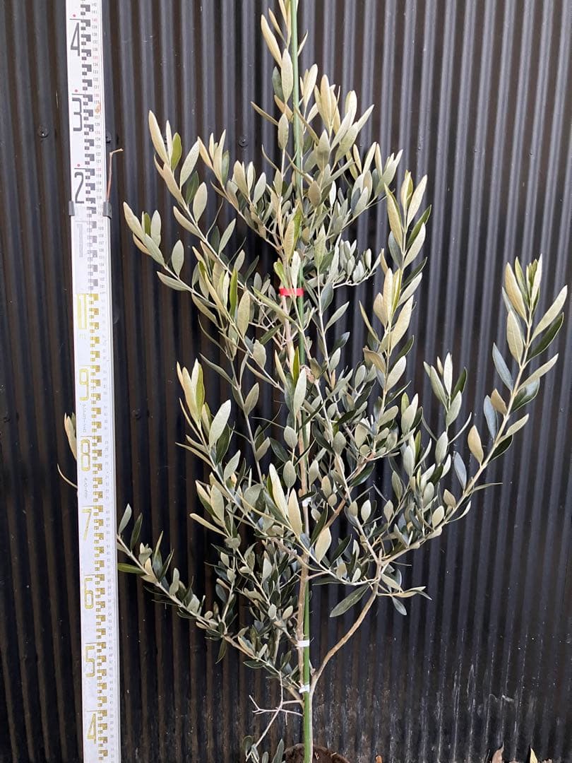 オリーブの木　カラマタ