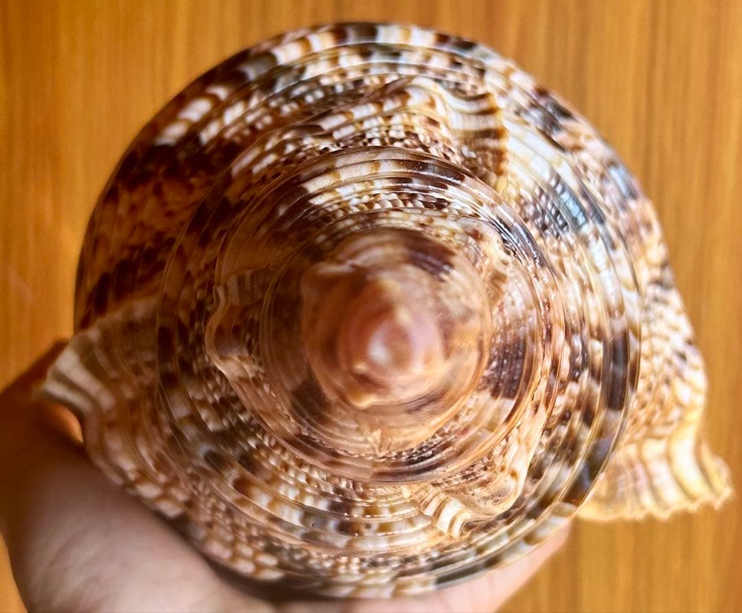 貝殻標本　法螺貝　37cm (直線)美品 天然そのままの色