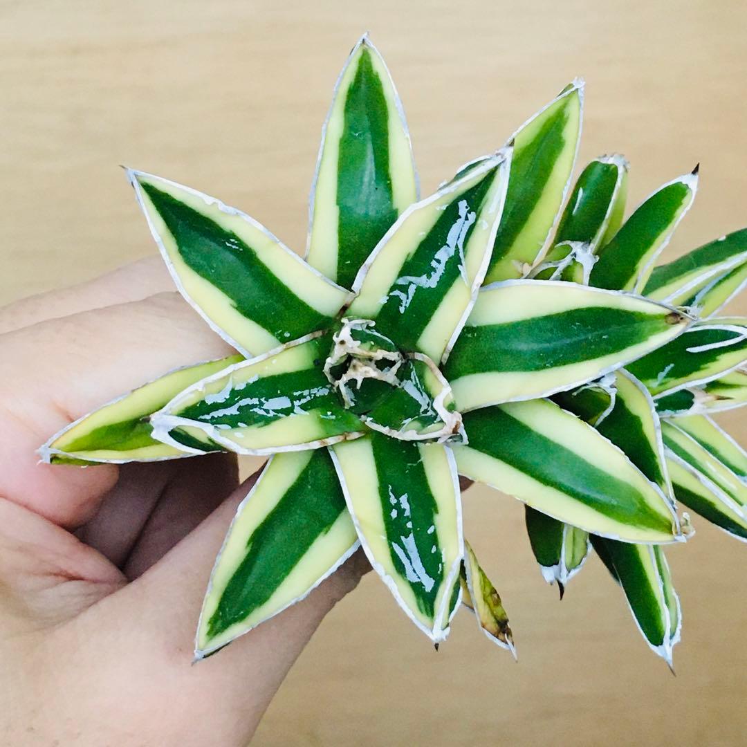 n*u様 【稀少】3 笹の雪錦 クリーム覆輪斑 短葉 TC株 アガベ ビクトリア