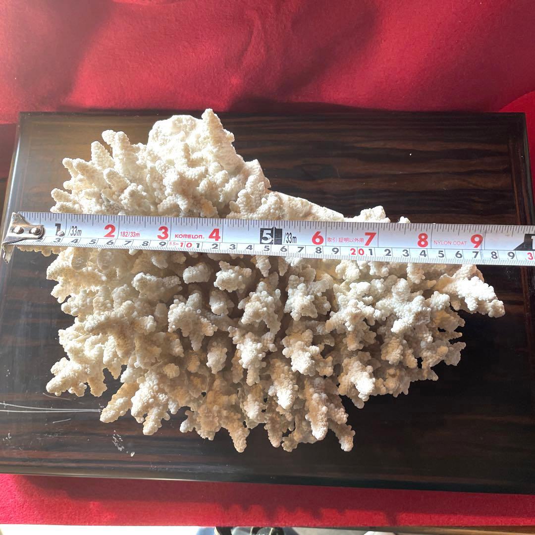 白珊瑚 原木 置物