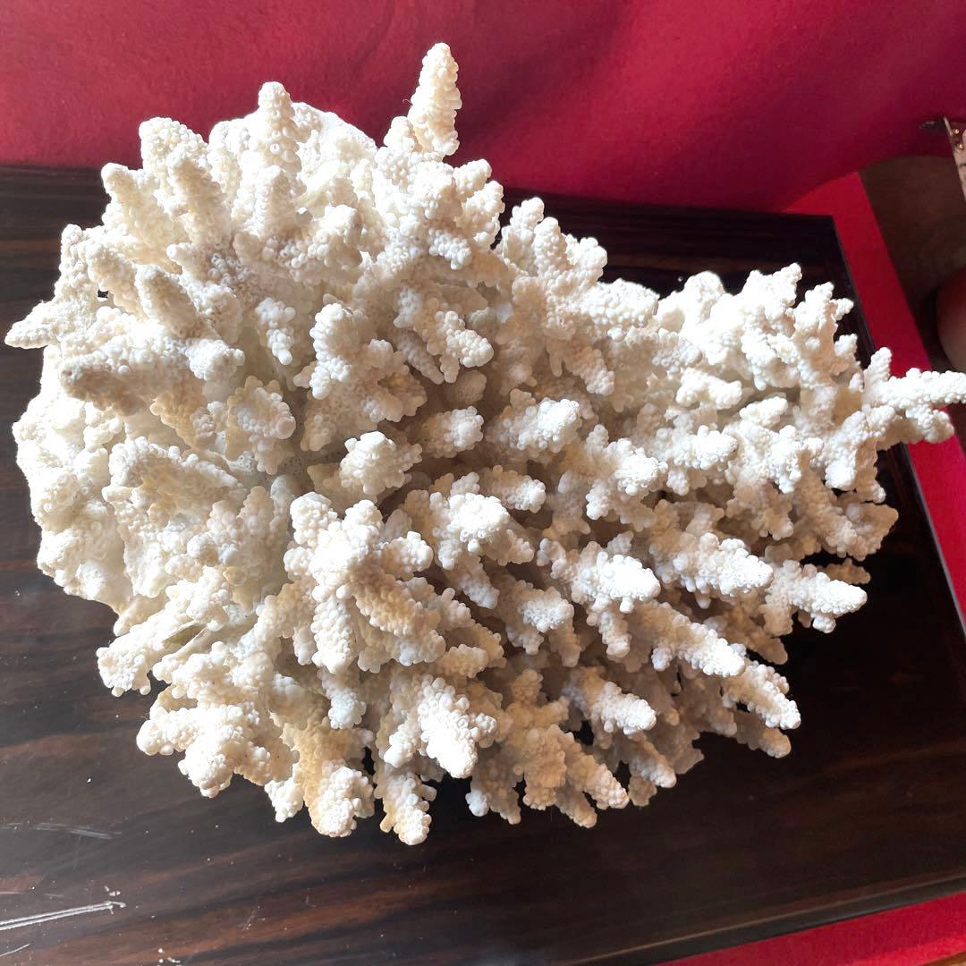 白珊瑚 原木 置物