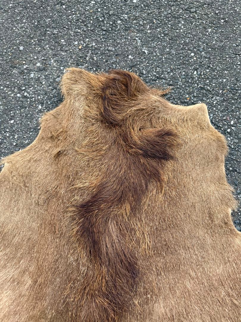 日本鹿 ラグマット 毛皮 敷物 ブランケット 蝦夷鹿 ブッシュクラフト キャンプ