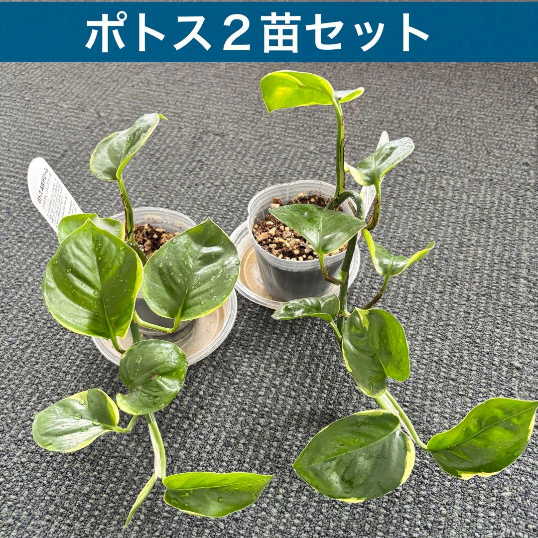 観葉植物　ポトス　苗　ハンギング 吊り　インテリア　新品種